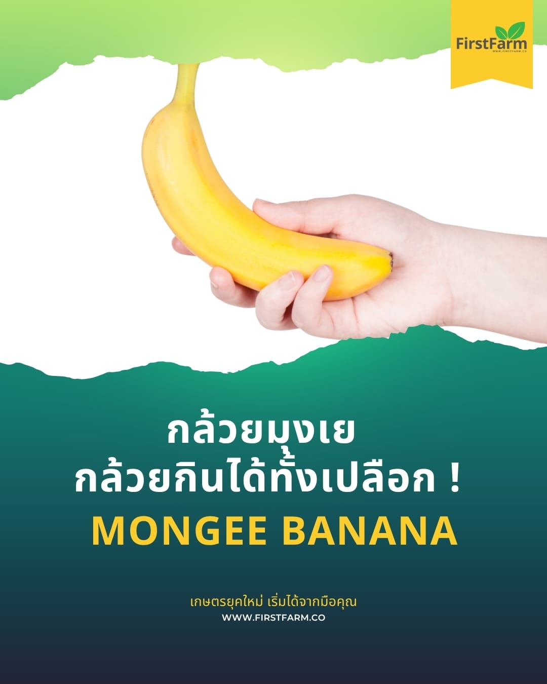 กล้วยมุงเย กล้วยกินได้ทั้งเปลือก !