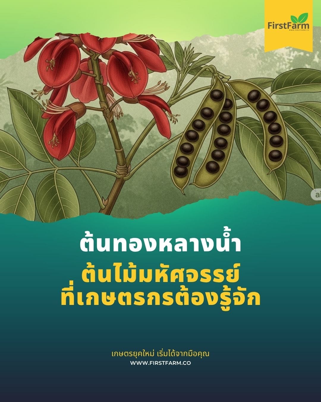 ต้นทองหลางน้ำ ไม้มหัศจรรย์ที่เกษตรกรต้องรู้จัก