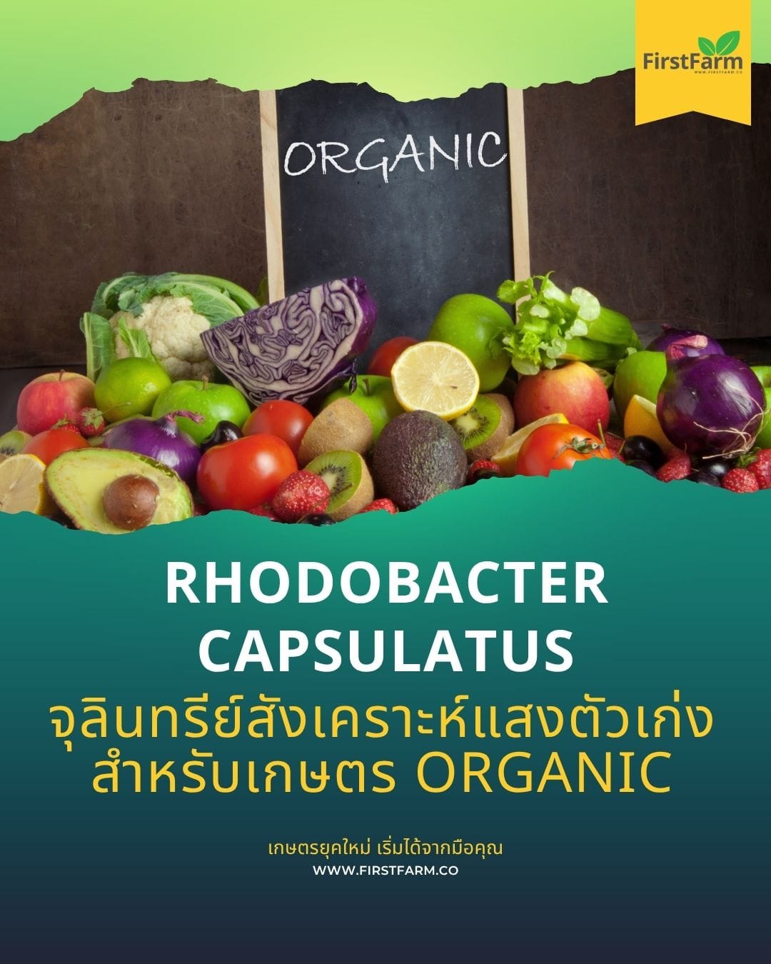 Rhodobacter Capsulatus จุลินทรีย์สังเคราะห์แสงตัวเก่งสำหรับเกษตร Organic