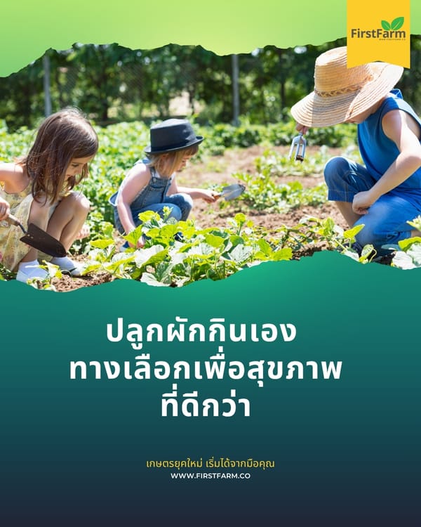 ปลูกผักกินเอง ทางเลือกเพื่อสุขภาพที่ดีกว่า