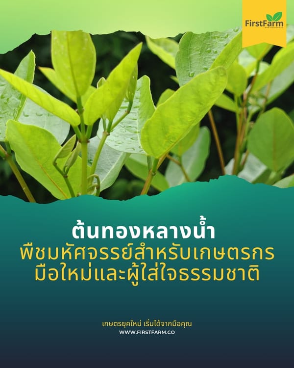 ต้นทองหลางน้ำ: พืชมหัศจรรย์สำหรับเกษตรกรมือใหม่และผู้ใส่ใจธรรมชาติ