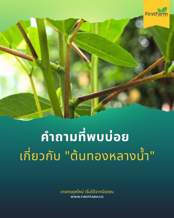 คำถามที่พบบ่อยเกี่ยวกับ "ต้นทองหลางน้ำ"