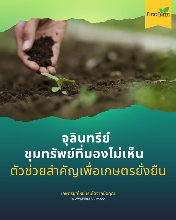 จุลินทรีย์: ขุมทรัพย์ที่มองไม่เห็น ตัวช่วยสำคัญเพื่อเกษตรยั่งยืน
