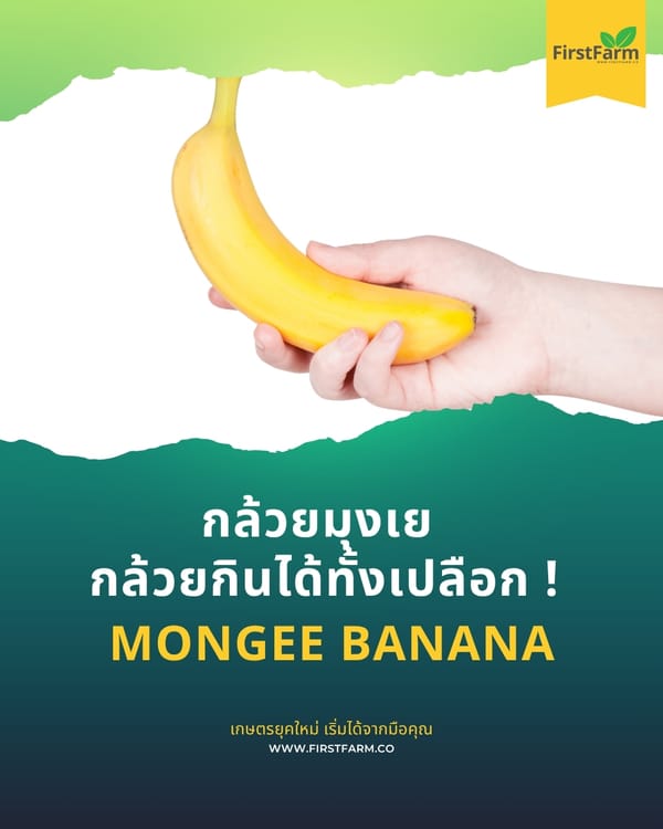 กล้วยมุงเย กล้วยกินได้ทั้งเปลือก !