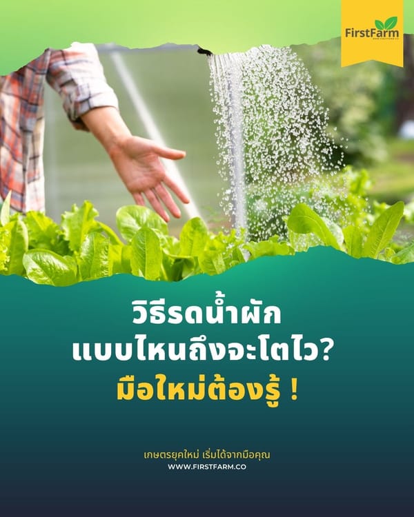 วิธีรดน้ำผักแบบไหนถึงจะโตไว? มือใหม่ต้องรู้!