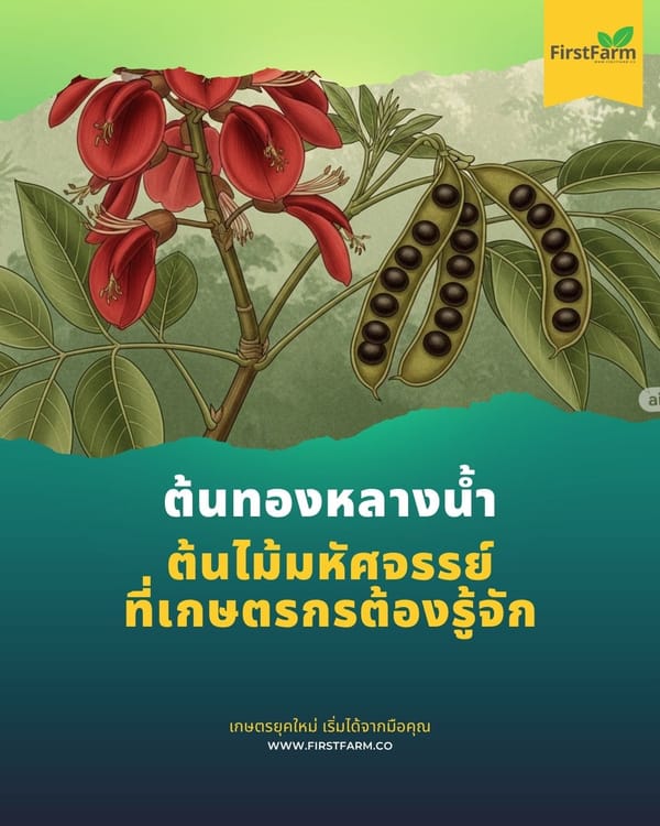 ต้นทองหลางน้ำ ไม้มหัศจรรย์ที่เกษตรกรต้องรู้จัก