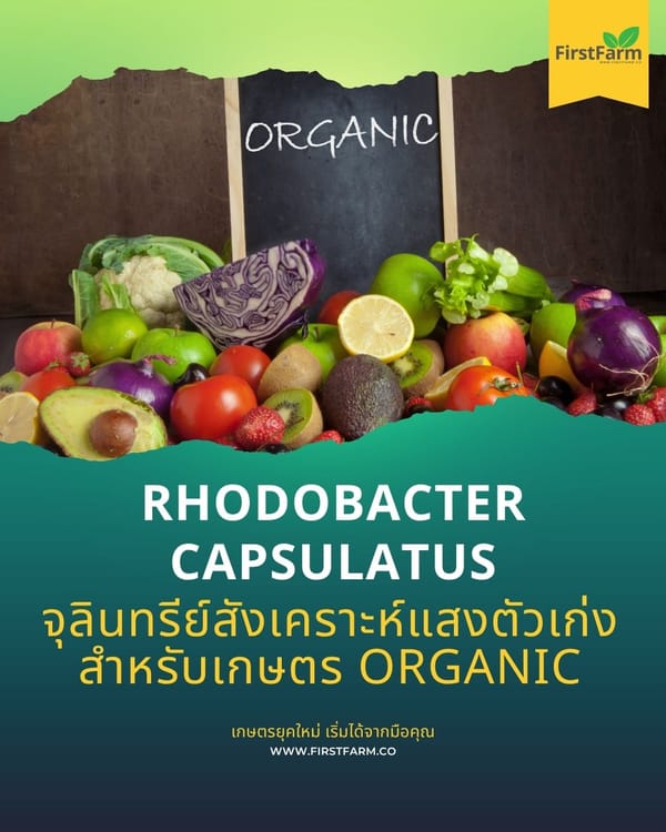Rhodobacter Capsulatus จุลินทรีย์สังเคราะห์แสงตัวเก่งสำหรับเกษตร Organic