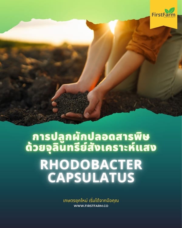 การปลูกผักปลอดสารพิษด้วยจุลินทรีย์สังเคราะห์แสง Rhodobacter Capsulatus