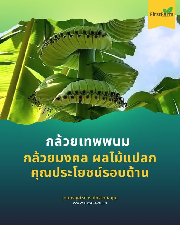 กล้วยเทพพนม: กล้วยมงคล ผลไม้แปลก และคุณประโยชน์รอบด้าน