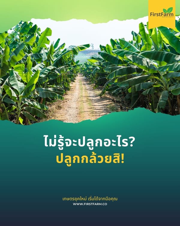 ปลูกกล้วย